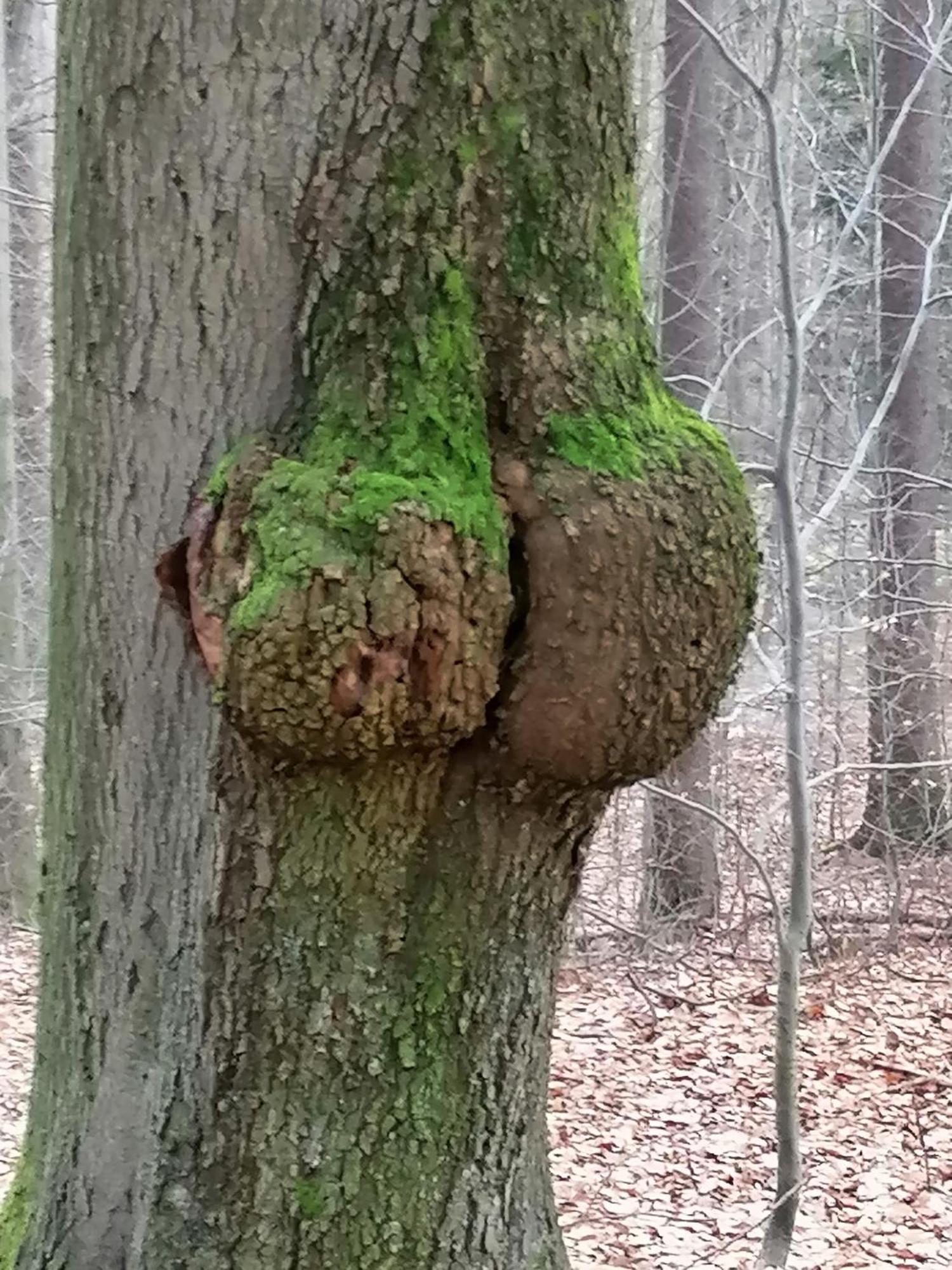 Penzion Jura Chřibská Exterior foto